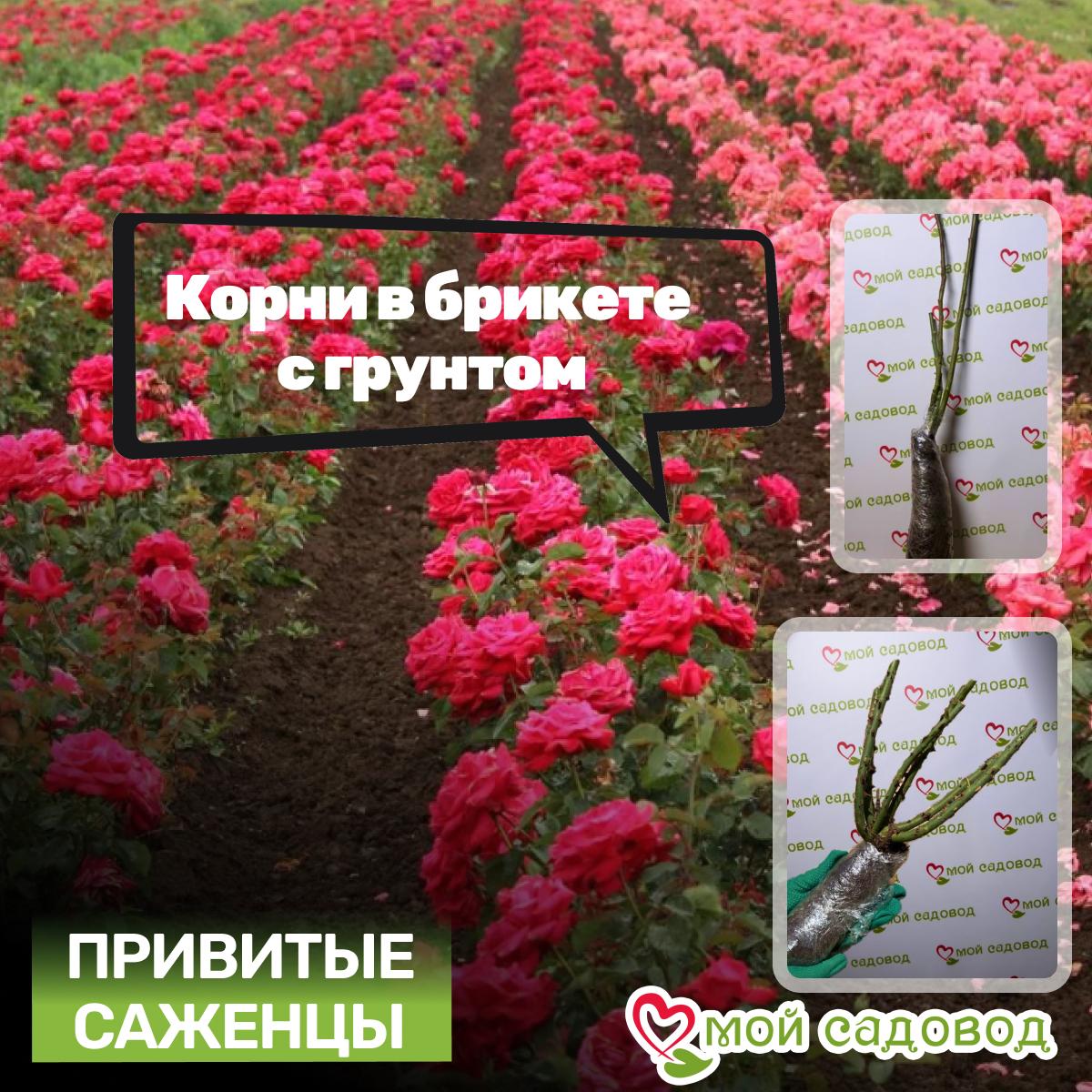 Роза Глория Дей